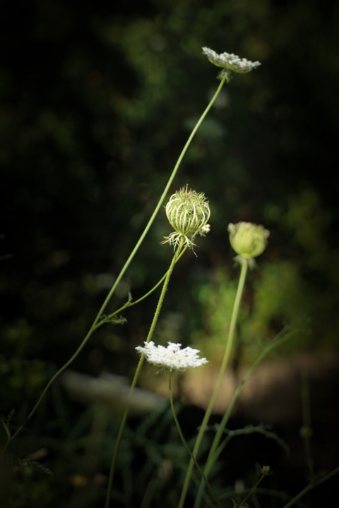 daucus carota 2.jpg