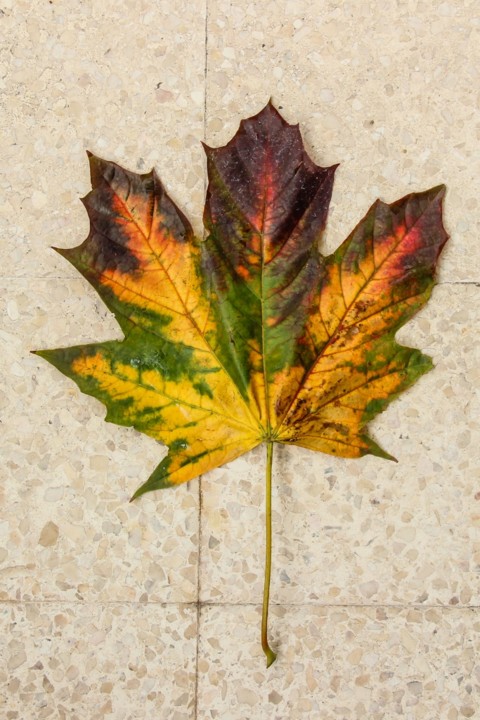 liquidambar 4.jpg