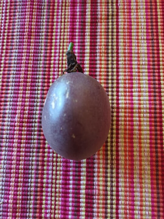 Não me canso disto maracujá.jpg