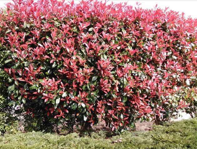 161773026_3721741171274494_5432497935411088411_o.j