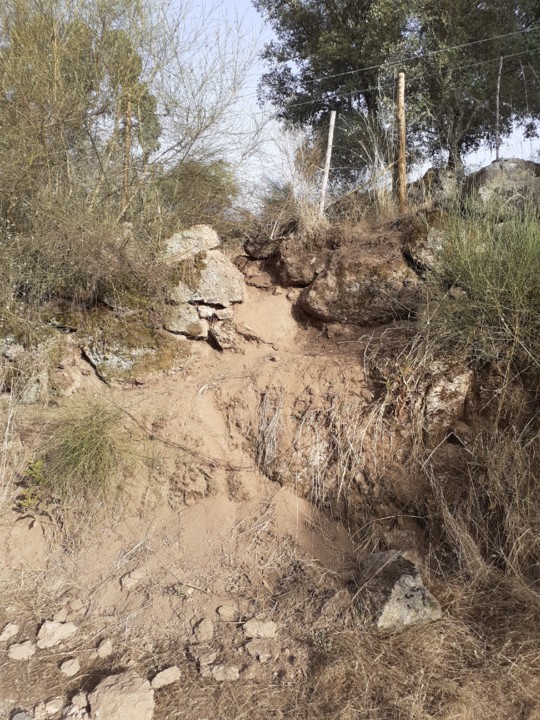 Passagem javalis. Foto original. 2021.07.11.jpg