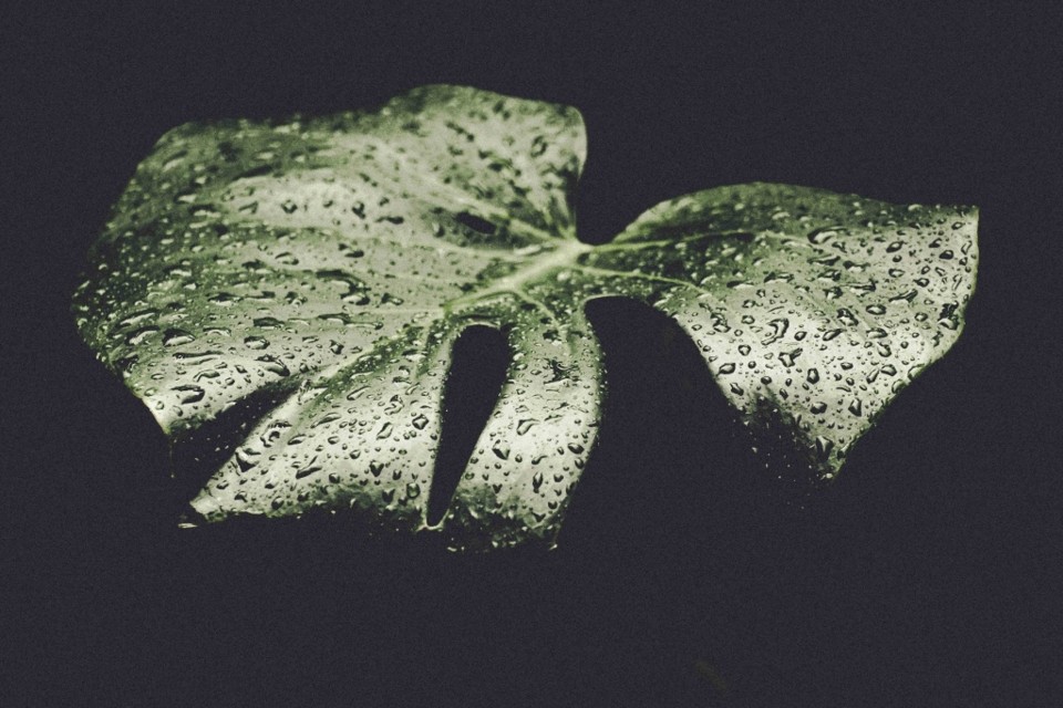 Monstera delicosa 1.jpg