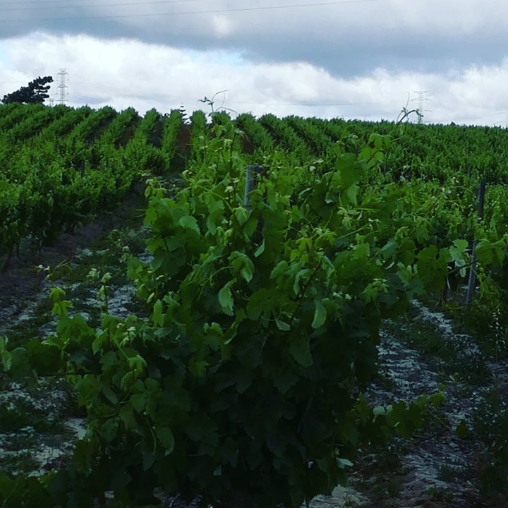 60863991_1373432472796510_4350867549487890432_n.jp