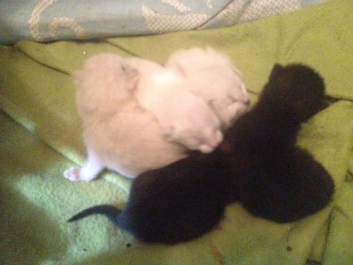 IMG-20180410-WA0015.jpg IMG-20180410-WA0015.jpg