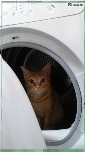 gato-a-secar1.jpg
