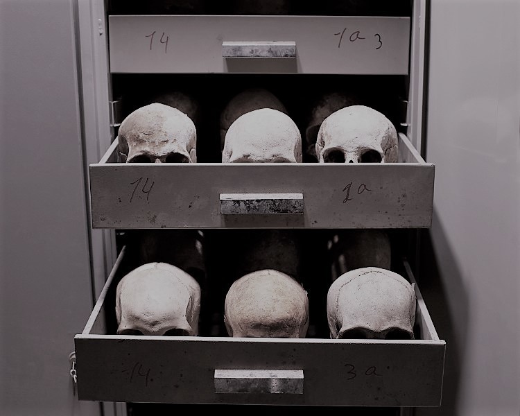 colecao cranios pb.jpg