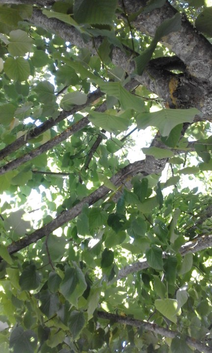 Tília. Foto Original. Alagoa. 2020. 08. jpg