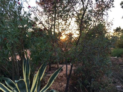 sol a bailar no jardim do terreiro da saudade (3).