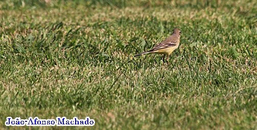 ALVÉOLA AMARELA.JPG