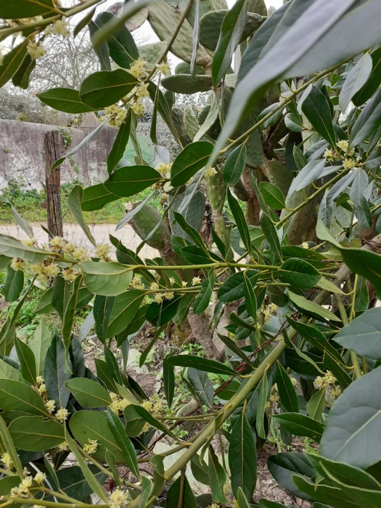 Ramos Loureiro. Foto original. 2021.03.04.jpg