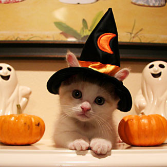pet-costumes-15.jpg