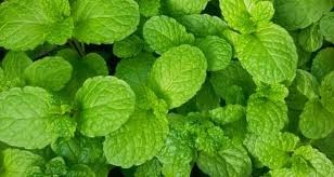 HORTELÂ.jpg HORTELÂ.jpg