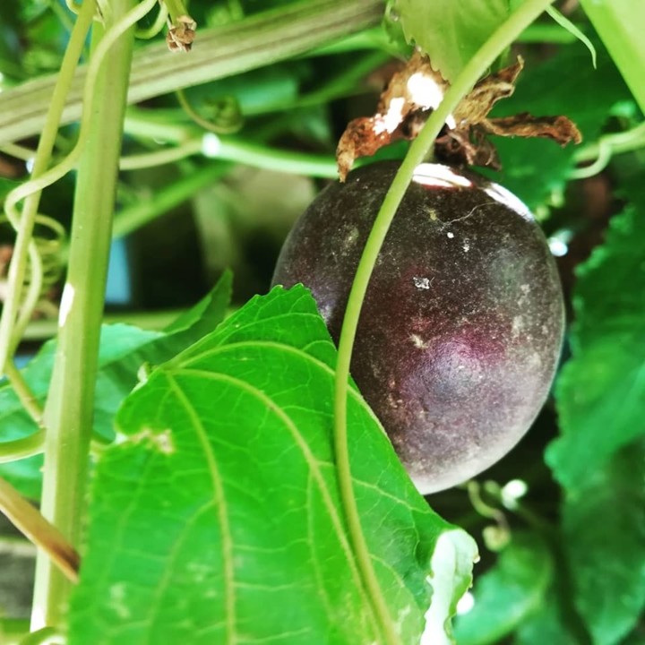 70795011_1471879942951762_7159024400061169664_n.jp