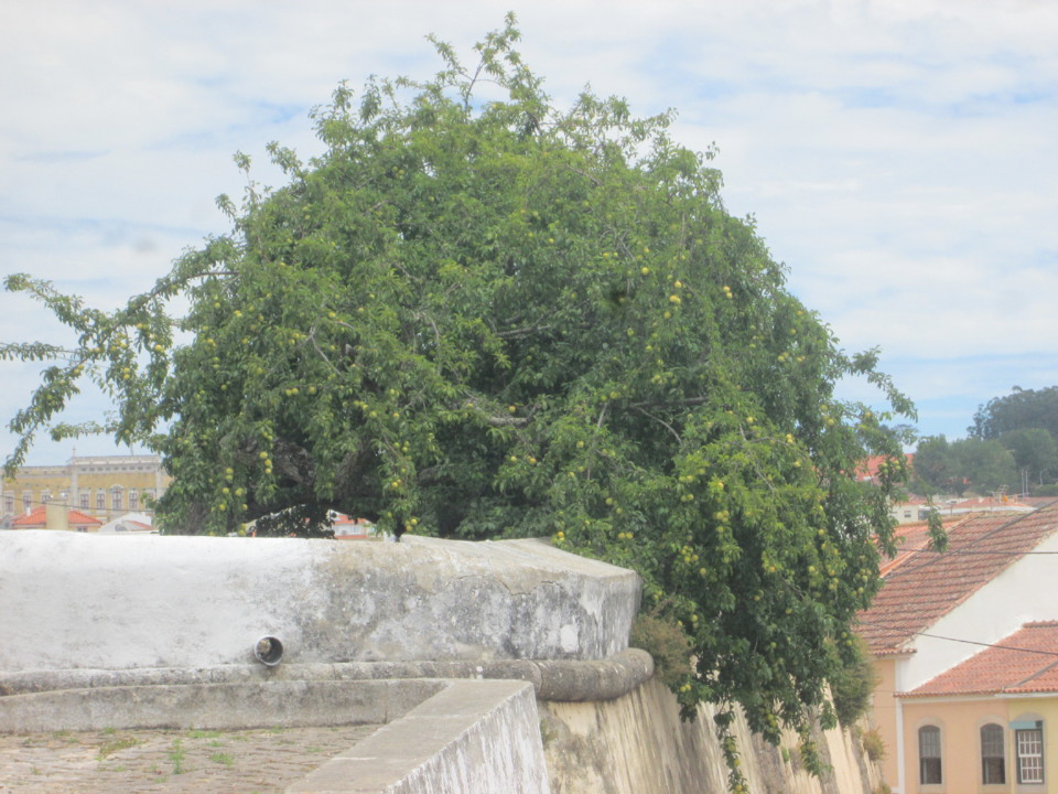 IMG_7627.JPG IMG_7627.JPG