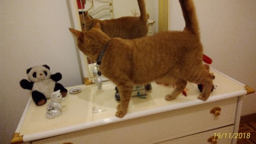 P_20181119_212548_p.jpg P_20181119_212548_p.jpg