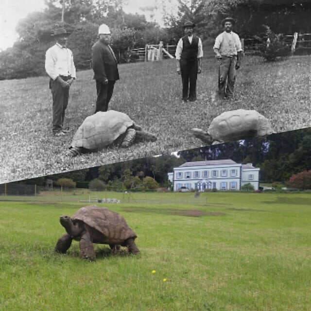 meet-jonathan-a-tortoise-who-is-believed-to-be-192