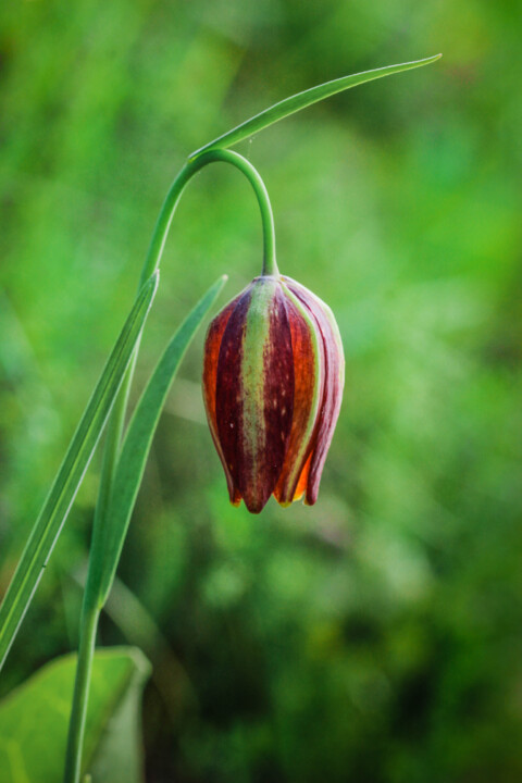 fritilaria 2.jpg