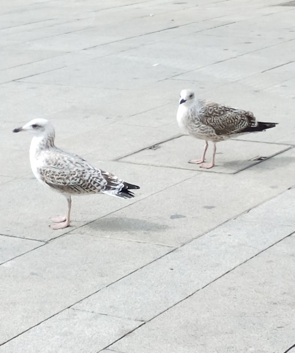 Nao_me_canso_disto_gaivotas em terra2.jpg