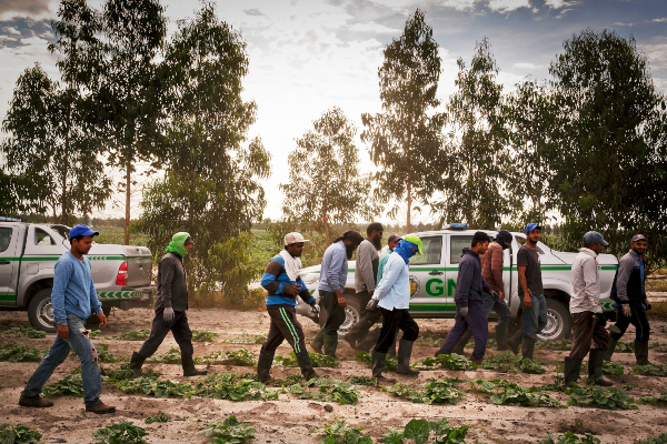 imigrantes agricultura.png