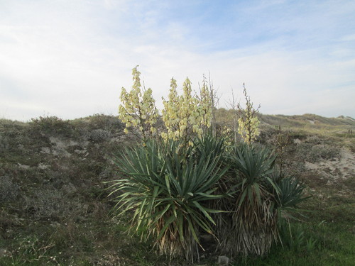 IMG_0963.JPG IMG_0963.JPG