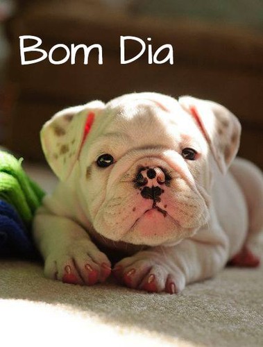 12565394_1111229395568079_5489083706686875082_n.jp