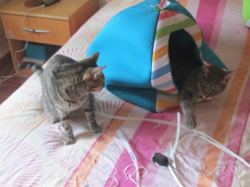 IMG_6069.JPG IMG_6069.JPG