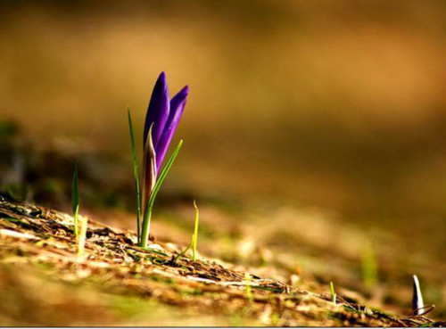 Crescimento de um broto de planta.jpg