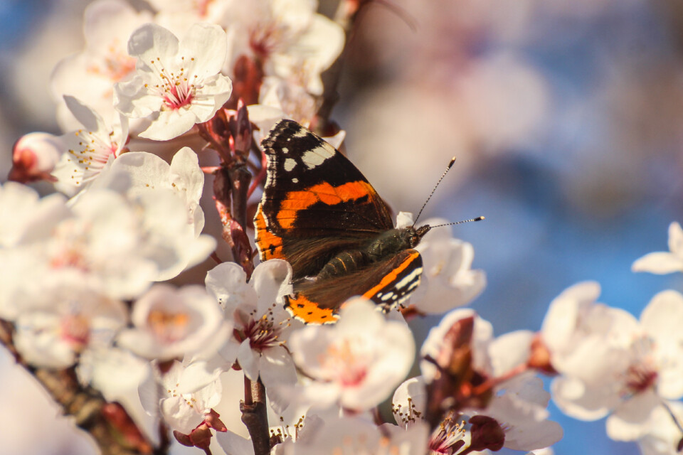 ameixeira-de-jardim insetos 4.jpg