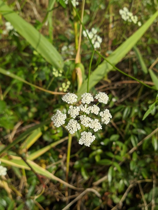 IMG_20210613_150320.jpg IMG_20210613_150320.jpg