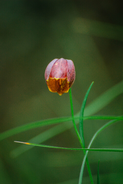 fritilaria 3.jpg