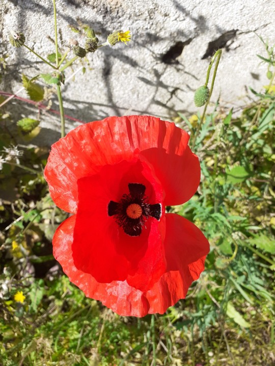 Papoila. Foto Original. 2021.05.06.jpg