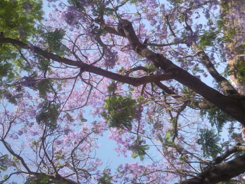 Foto original DAPl. 2017.jpg