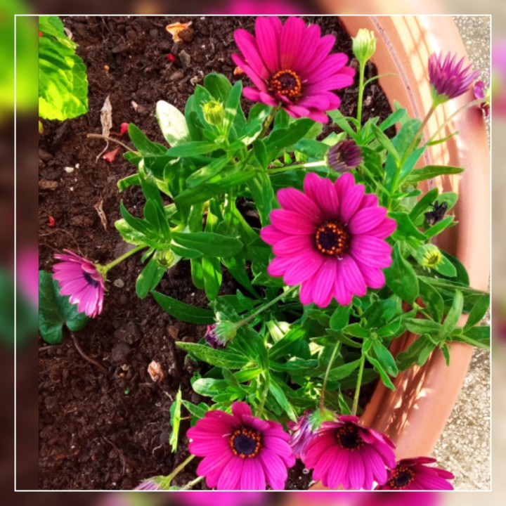 1617909012252.jpg 1617909012252.jpg