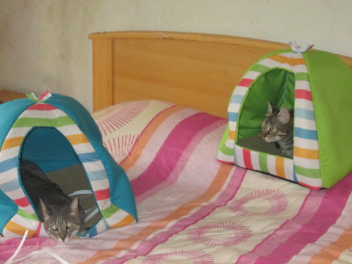 IMG_6071.JPG IMG_6071.JPG