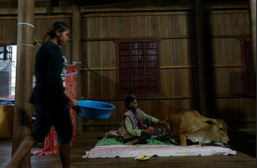 bezerro.png bezerro.png