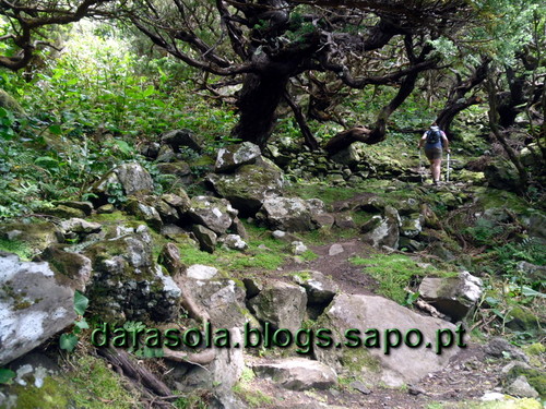 Azores_flores_faja_grande_15.JPG