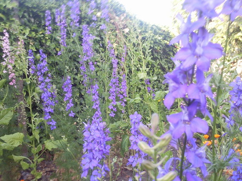 Foto DAPL 2014 Cristas de Galo.jpg Foto DAPL 2014 Cristas de Galo.jpg