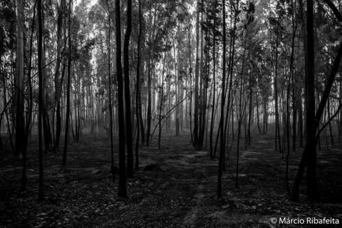 22519495_1710787618962933_6468493851920852708_n.jp