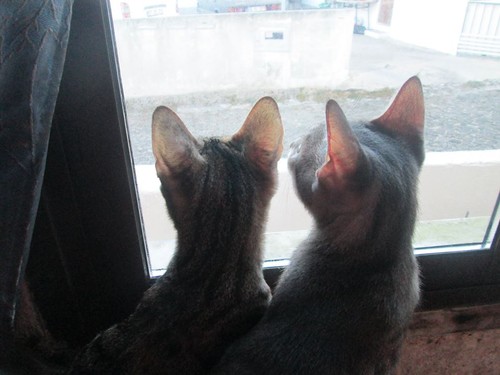 14494805_1782362102035926_2462912545409470139_n.jp