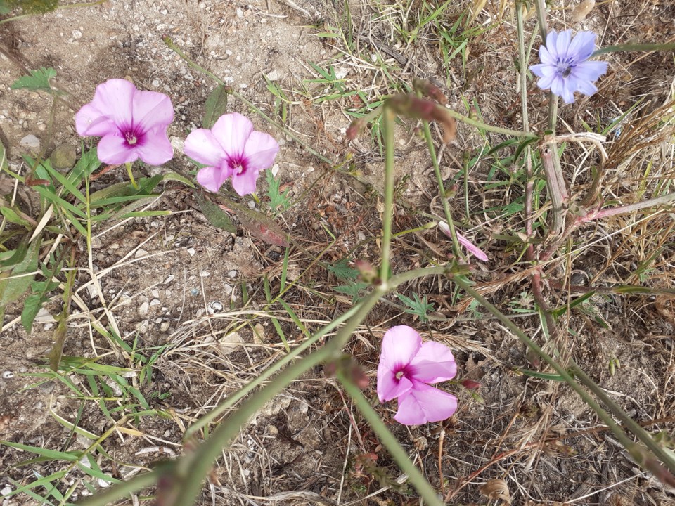 Flores no campo. Foto original. 2021.06.21. jpg