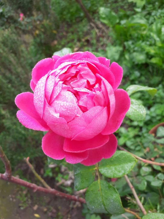 Rosa Alexandria. Foto original. 2021.11.30.jpg