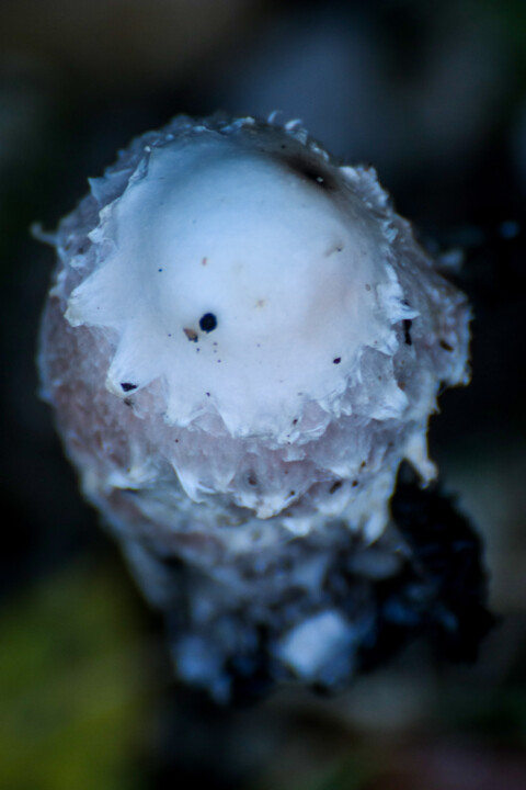 coprinus comatus 2.jpg