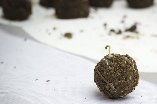 Bomba-de-sementes (1).jpg