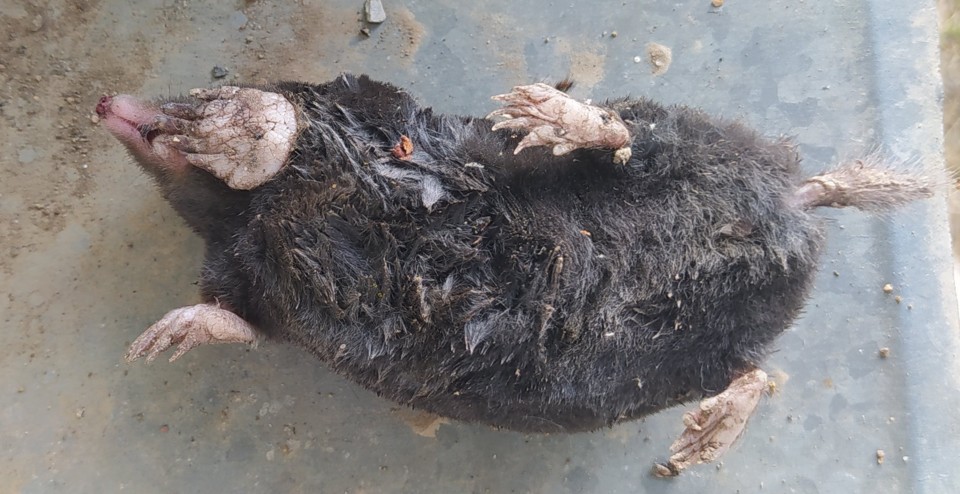 IMG_20210427_173521.jpg IMG_20210427_173521.jpg