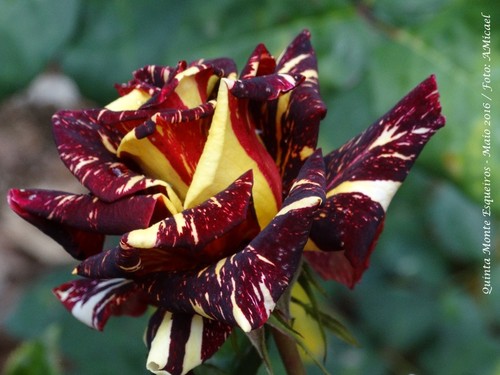 3 - Rosa - Maio 2016 - DSC00160.jpg