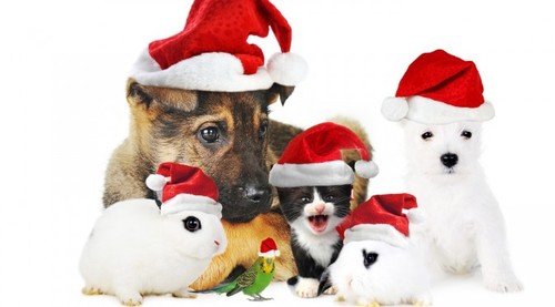 xmas+animals.jpg