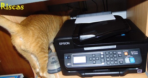 gatos-e-impressoras1.JPG
