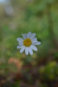 primavera_7.jpg