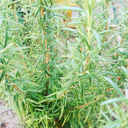 39969065_1193754734097619_2390370104492687360_n.jp