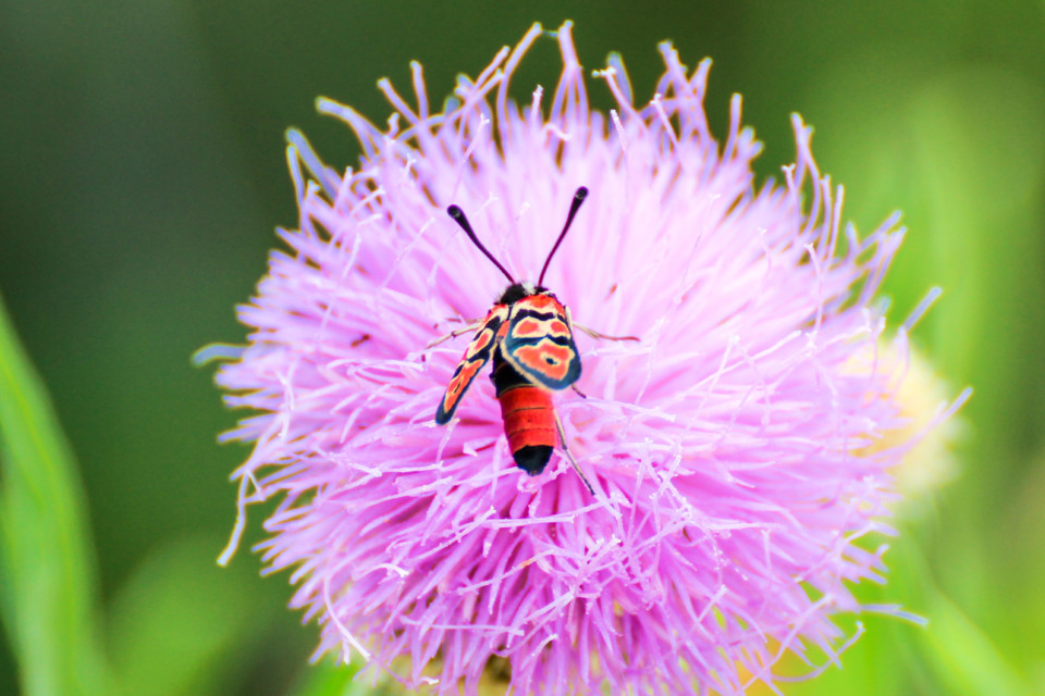 zygaena fausta-6.jpg